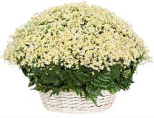Цветочная композиция из Ромашки в корзине #REPLACE_PRED# Жуковский